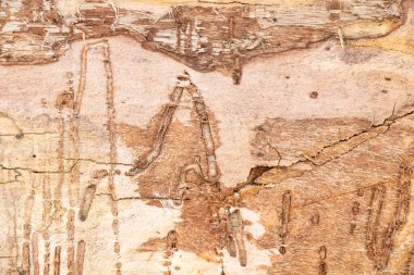 Ormandaki eski ağaç kabuğu arka planda