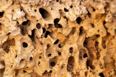 Ormandaki eski ağaç kabuğu arka planda