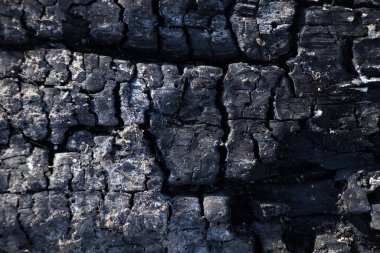 Ormanda yanmış bir ağaç, yakındaki bir şenlik ateşinde.