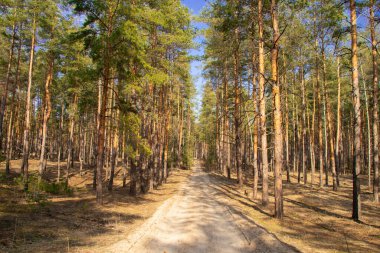 Ukrayna 'da güneşli bir bahar gününde kozalaklı ormanda yol