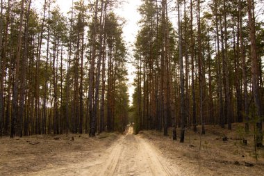 Ukrayna 'da güneşli bir bahar gününde kozalaklı ormanda yol