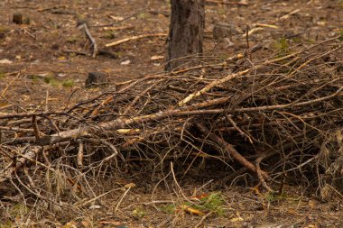 Bahar ormanında kesilmiş dallar yığını