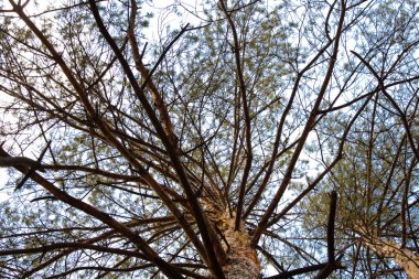 Dinyeper şehrindeki Ukrayna 'da baharda güneşli bir günde kozalaklı orman.