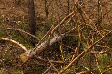 Bahar ormanında kesilmiş dallar yığını