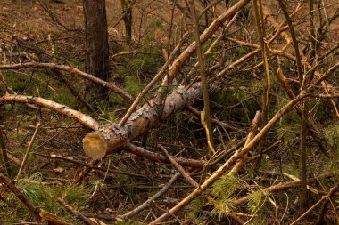 Bahar ormanında kesilmiş dallar yığını