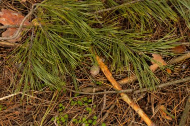 İlkbaharda bir Noel ağacının iğneleriyle orman arazisinin arka planı