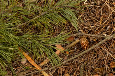 İlkbaharda bir Noel ağacının iğneleriyle orman arazisinin arka planı