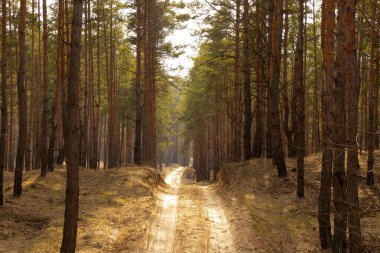 Ukrayna 'da güneşli bir bahar gününde kozalaklı ormanda yol
