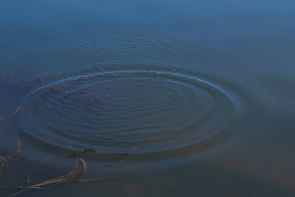 Cirkels Verschillen Rivierwater Als Achtergrond Close — Stockfoto