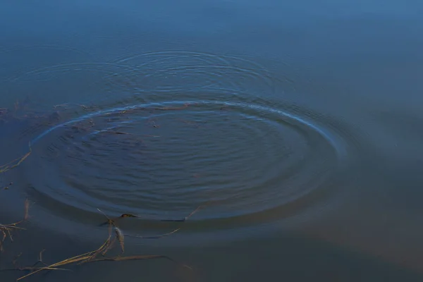 Cercles Divergent Sur Eau Rivière Comme Fond Close — Photo