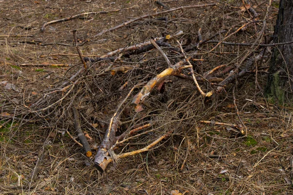 Hromada Řezaných Větví Jarním Lese — Stock fotografie