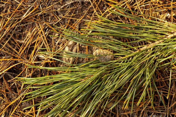 background of forest land with needles from a Christmas tree in spring