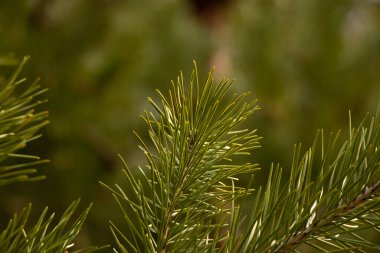 Arkaplan olarak parktaki kozalaklı yeşil ağaç dalı