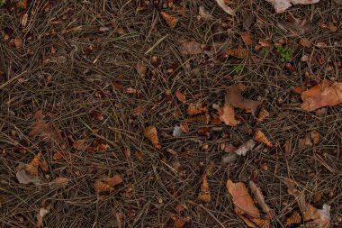 Orman zemininde Noel ağacı manzaralı iğneler var.