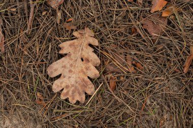 Orman zemininde Noel ağacı manzaralı iğneler var.