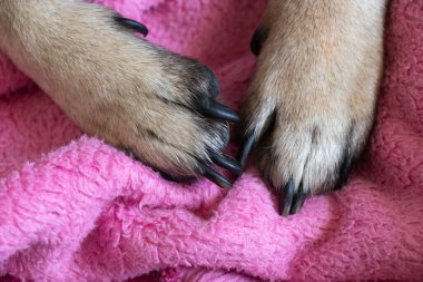 Pembe bornozun üzerindeki pug patileri