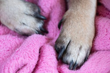 Pembe bornozun üzerindeki pug patileri