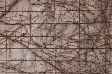 Evin gri bir duvarında arka plan olarak kuru üzümler yetişiyor.