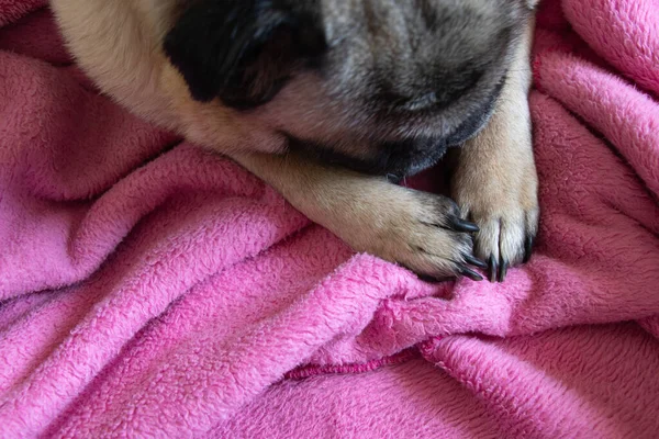 pug paws on a pink bathrobe close-up