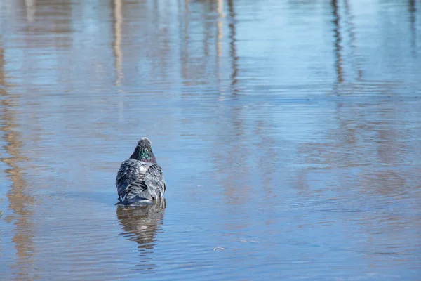 공원에 비둘기들 물에서 수영을 — 스톡 사진