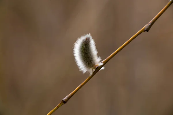 春天的春天 下午森林里 树枝上有春天的毛皮封条 — 图库照片