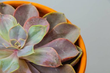 Kapalı alan çiçekli kaktüs, arka planda kil çömlek var.