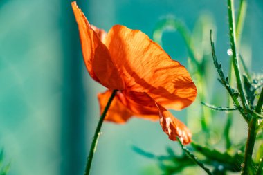 Yazın gelincik çiçeği güneşte, öğleden sonra tarlada.