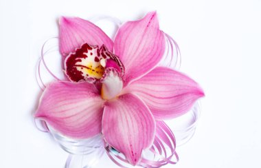 tek bir yabani orkide çiçeği beyaz üzerine yakın plan