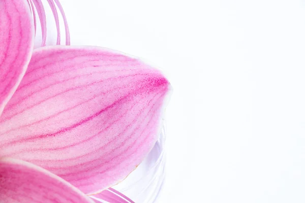 Einzelne Wilde Orchidee Blume Nahaufnahme Hintergrund Auf Weiß — Stockfoto