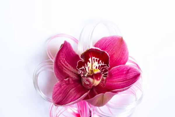 Одна Дика Квітка Орхідеї Крупним Планом Білому Фоні — стокове фото