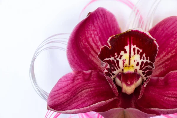 Einzelne Wilde Orchidee Blume Nahaufnahme Hintergrund Auf Weiß — Stockfoto