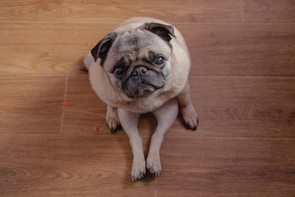 pug sitting on the wooden floor in the kitchen during breakfast