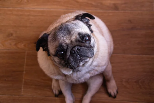 Pug Sentado Suelo Madera Cocina Durante Desayuno — Foto de Stock