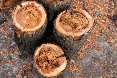 Baharda kesilen eski kütük. Sokakta yakın plan.