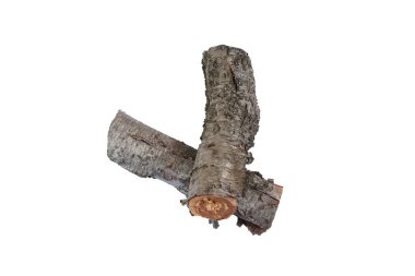 Beyaz arka planda eski kiraz kütüğünü kes