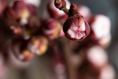 Kayısı çiçekleri ayrı bir arkaplanda dallanır.