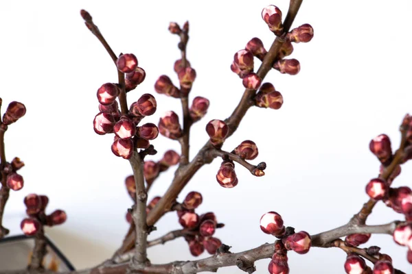 孤立した背景にアプリコットの花の芽の枝 — ストック写真