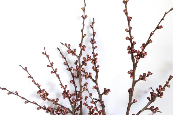 Άνθη Βερίκοκου Διακλαδώνονται Απομονωμένο Φόντο — Φωτογραφία Αρχείου