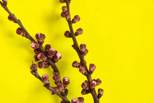 孤立した背景にアプリコットの花の芽の枝 — ストック写真