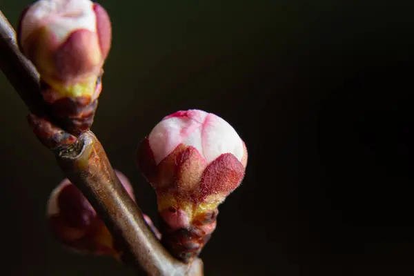孤立した背景にアプリコットの花の芽の枝 — ストック写真