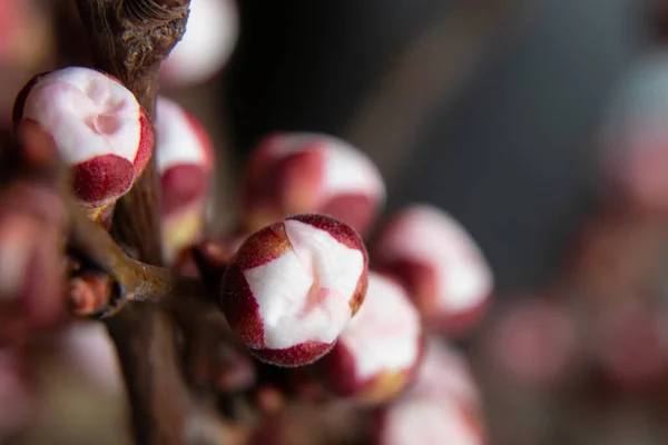 孤立した背景にアプリコットの花の芽の枝 — ストック写真