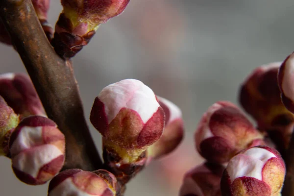 孤立した背景にアプリコットの花の芽の枝 — ストック写真