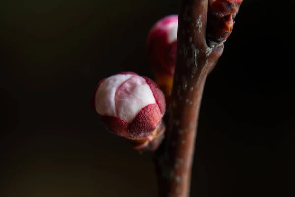 Aprikosenblüten Knospen Zweig Auf Einem Isolierten Hintergrund — Stockfoto