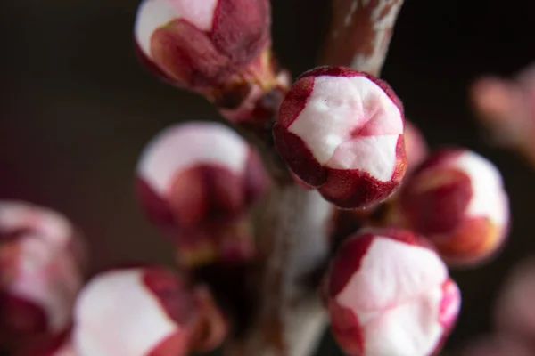 孤立した背景にアプリコットの花の芽の枝 — ストック写真