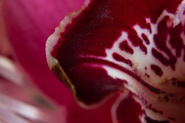 tomurcuk tomurcuklanan orkide makro fotoğraf