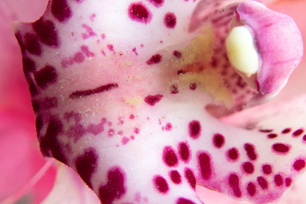 Цветущая Орхидея Макро Фото — стоковое фото