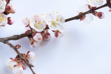 Dallardaki kayısıların yakın çekimi.