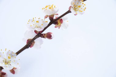 Dallardaki kayısıların yakın çekimi.