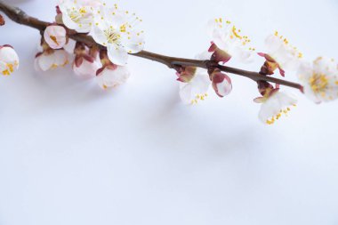 Dallardaki kayısıların yakın çekimi.