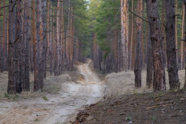 Ukrayna 'da güneşli bir bahar gününde kozalaklı ormanda yol
